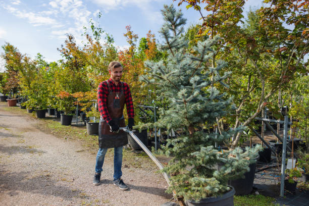 The Steps Involved in Our Tree Care Process in Falmouth, VA